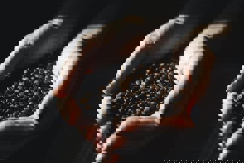 pair of hands holding coffee beans