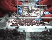 food manufacturing conveyor belt