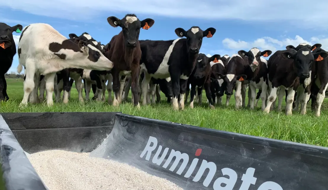 photo of calves next to the ruminate logo